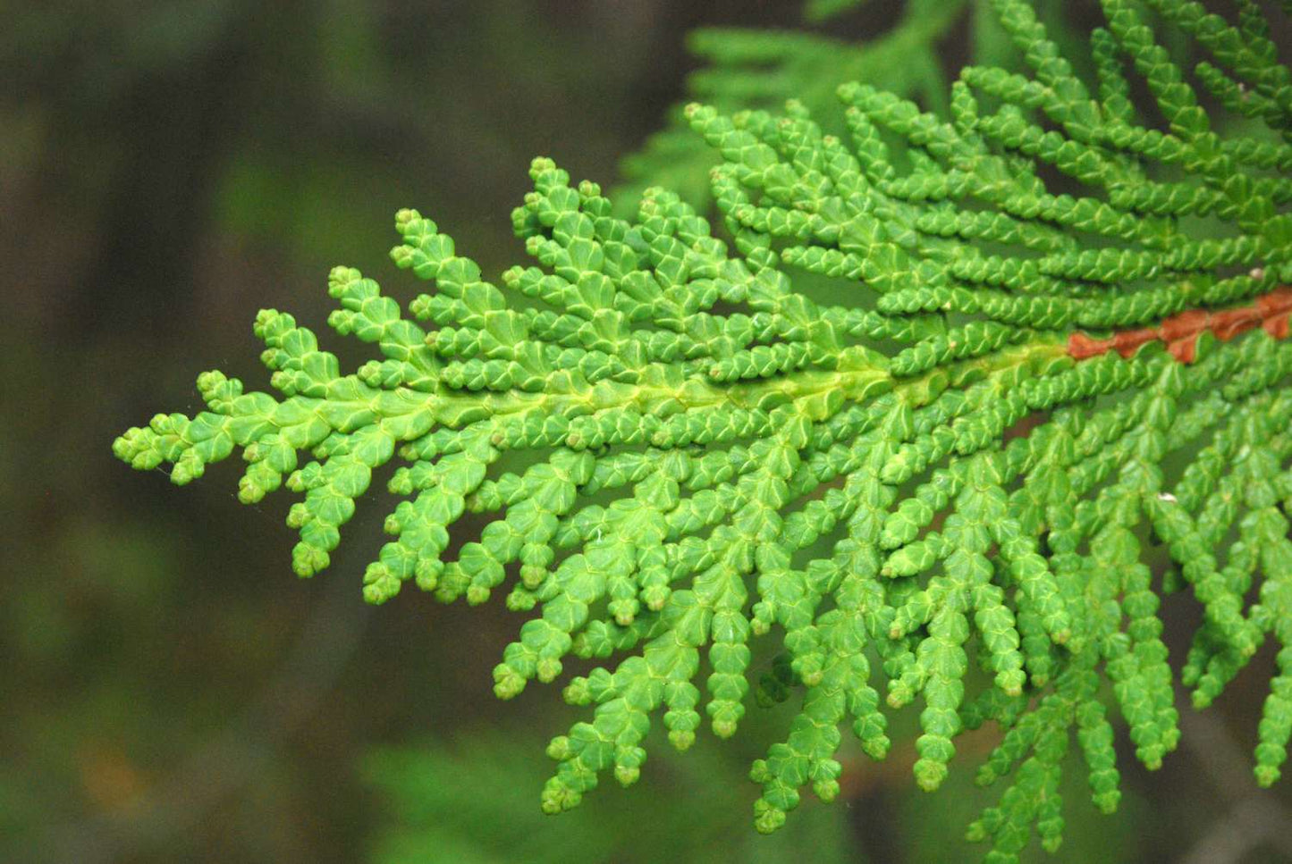 EMERALD GREEN ARBORVITAE 5gal.