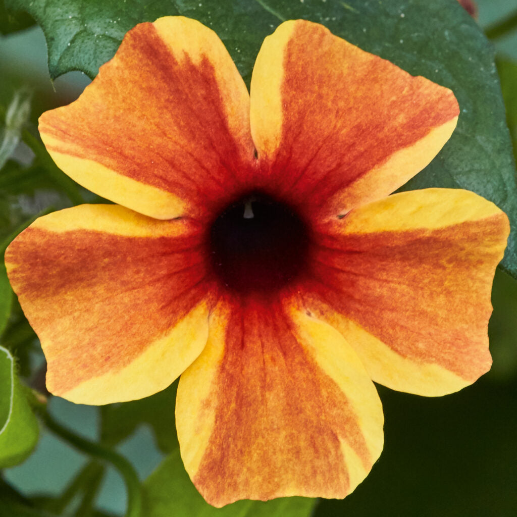 AMBER STRIPES BLACK EYED SUSAN 4in
