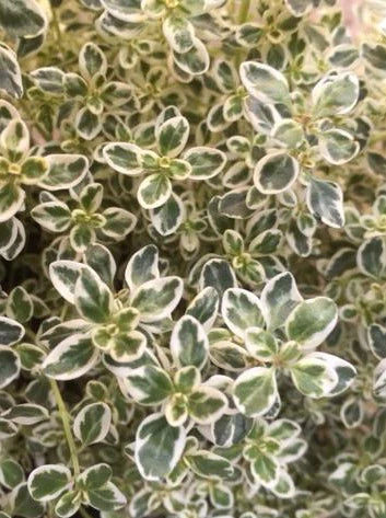 SPARKLING BRIGHT THYME 4in
