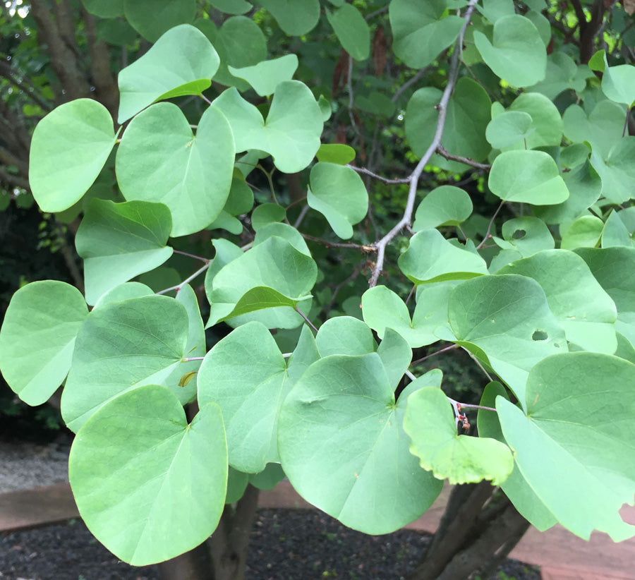 WESTERN MEXICAN REDBUD NATIVE 5Ggal