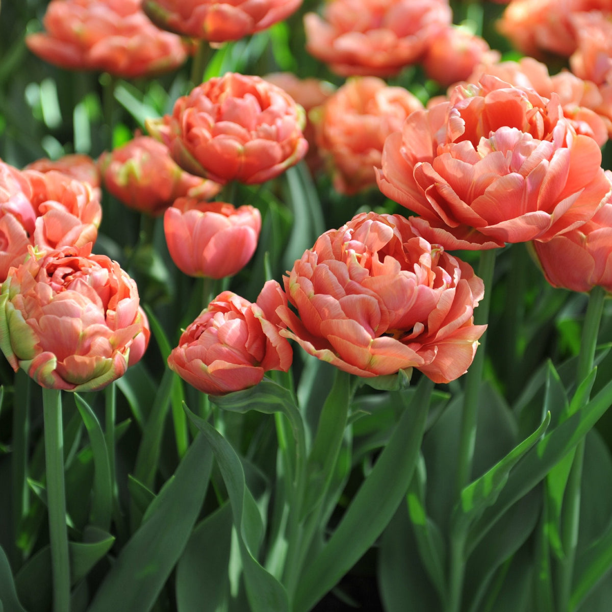 Tulip - Copper Image