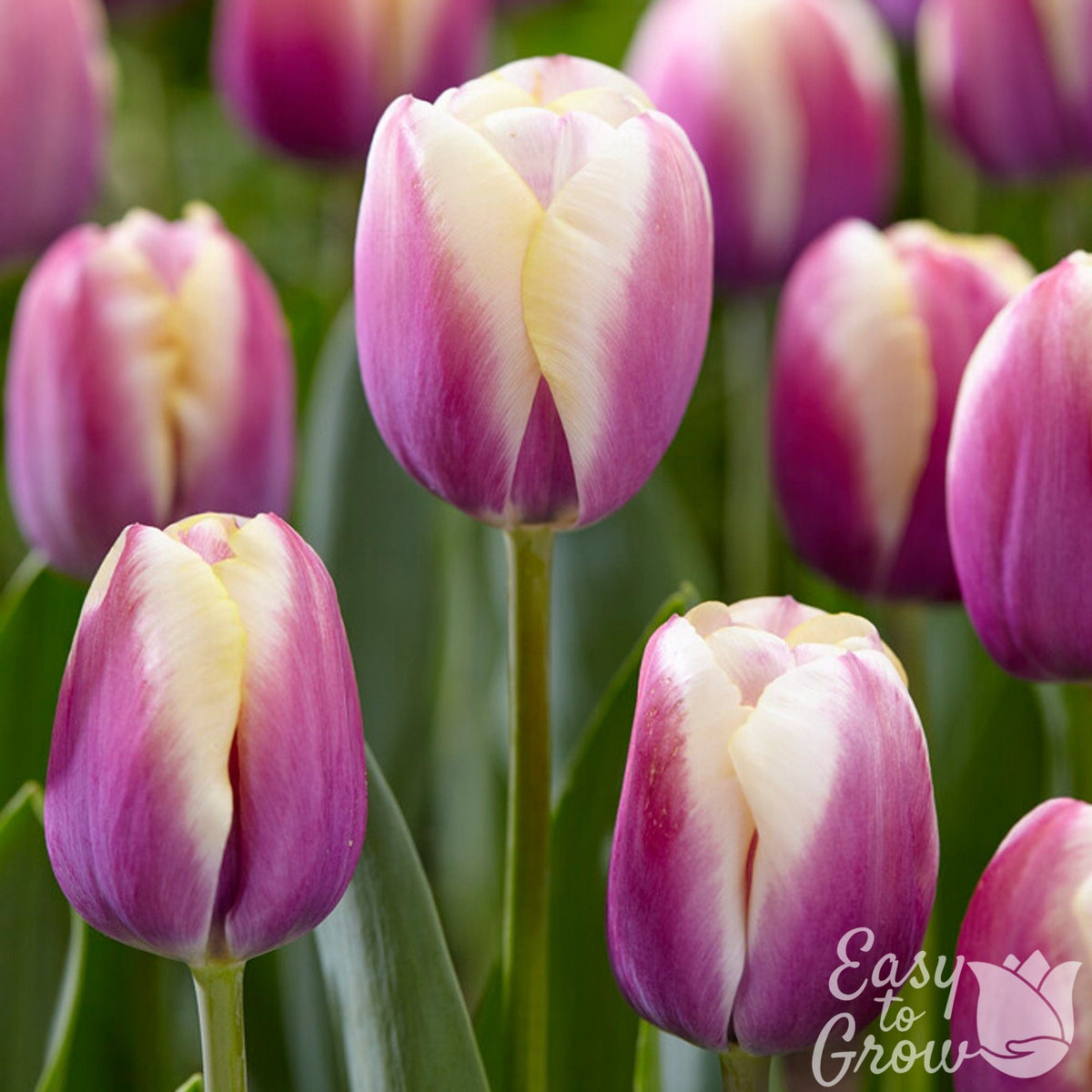 Tulip - Atlantis