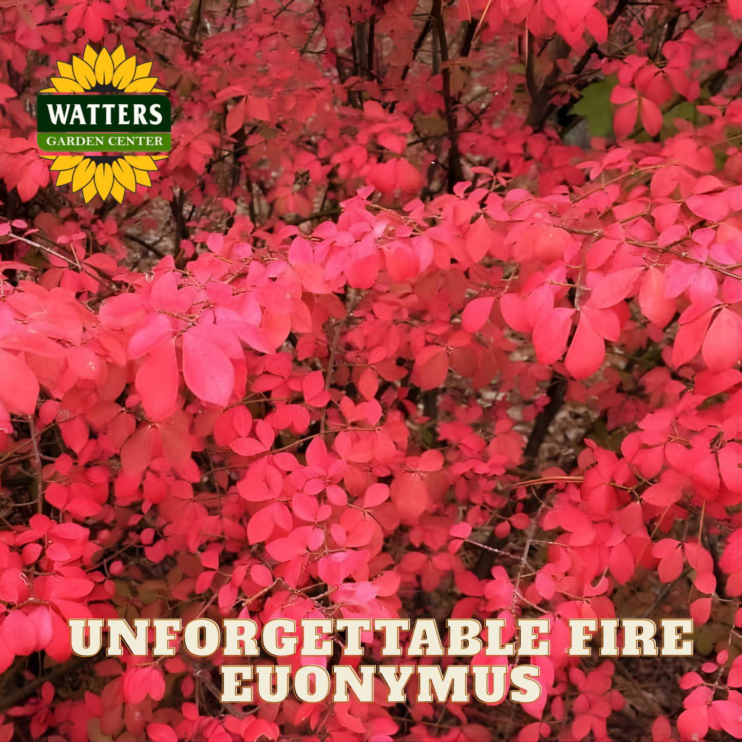 Red foliage with Watters Garden Center logo and 'Unforgettable Fire Euonymus' text.