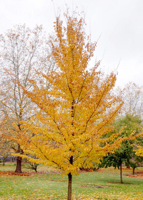 EMERALD SUNSHINE ELM TREE 10gal