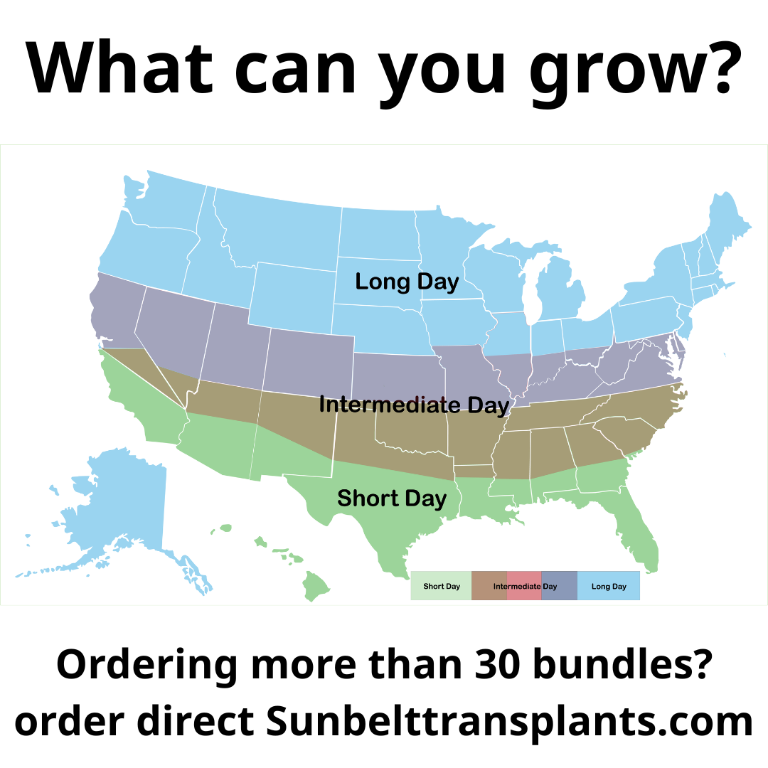 Short Day Onion Bundle