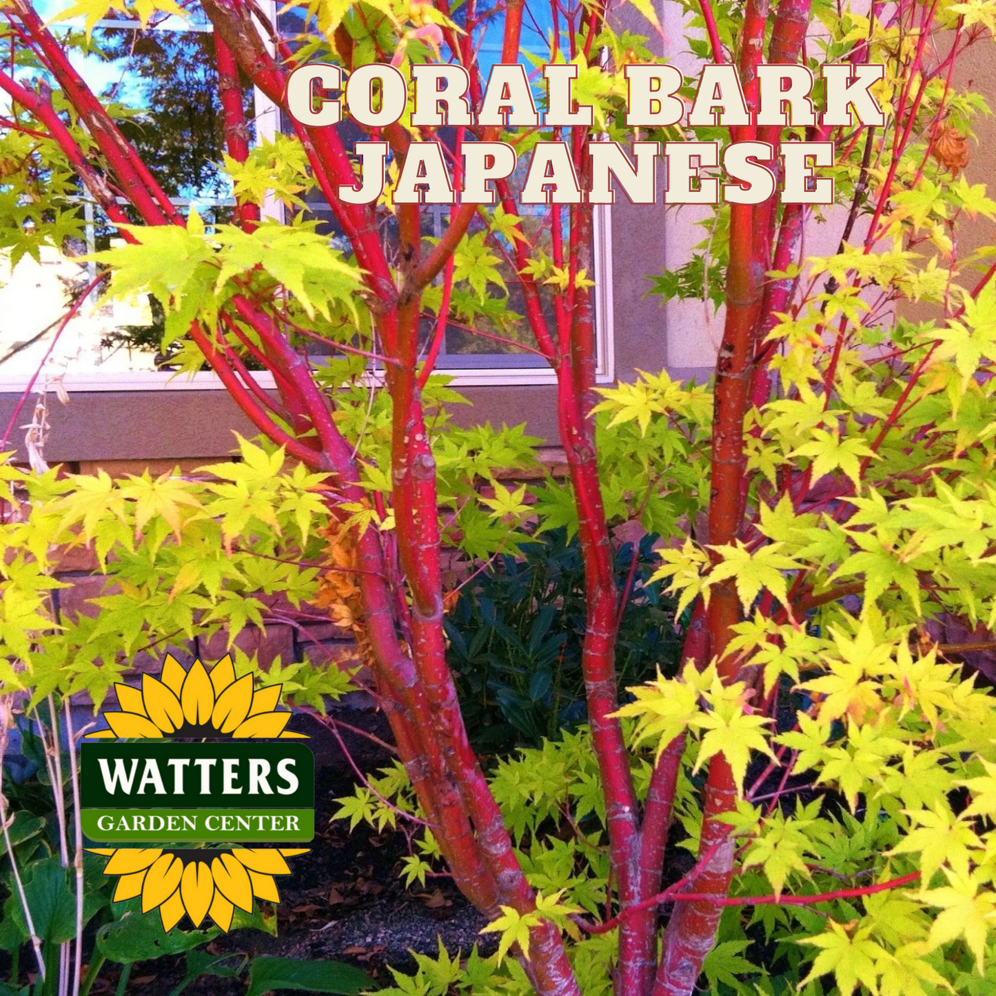 CORAL BARK JAPANESE MAPLE 2gal