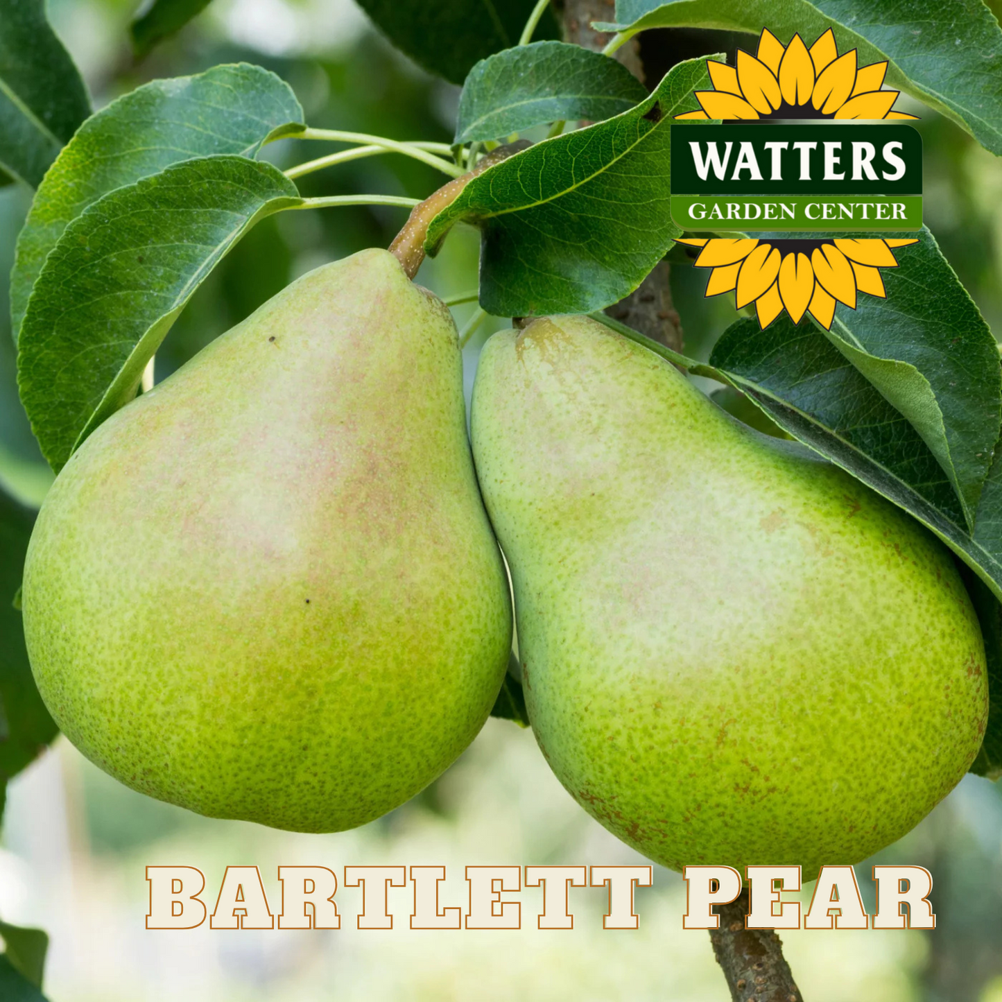 BARTLETT PEAR TREE 7gal