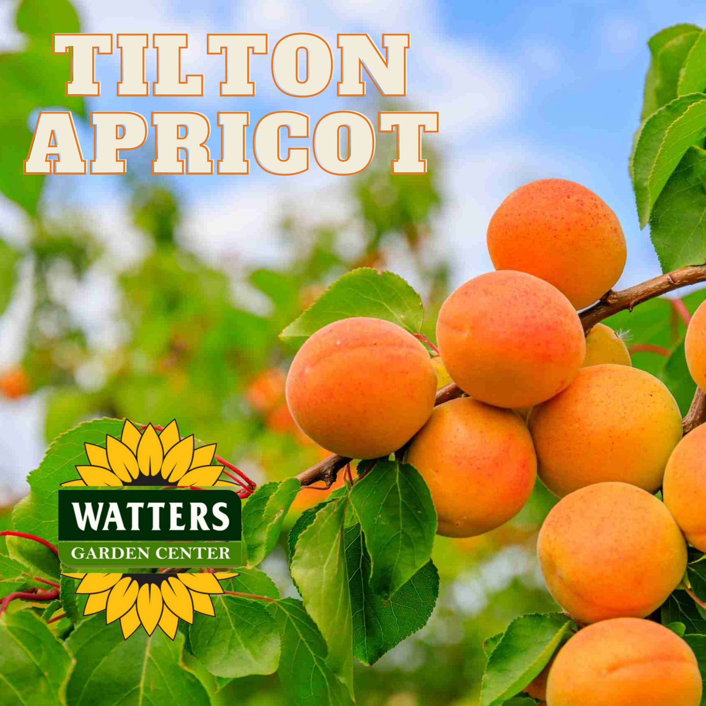 TILTON APRICOT TREE 7gal