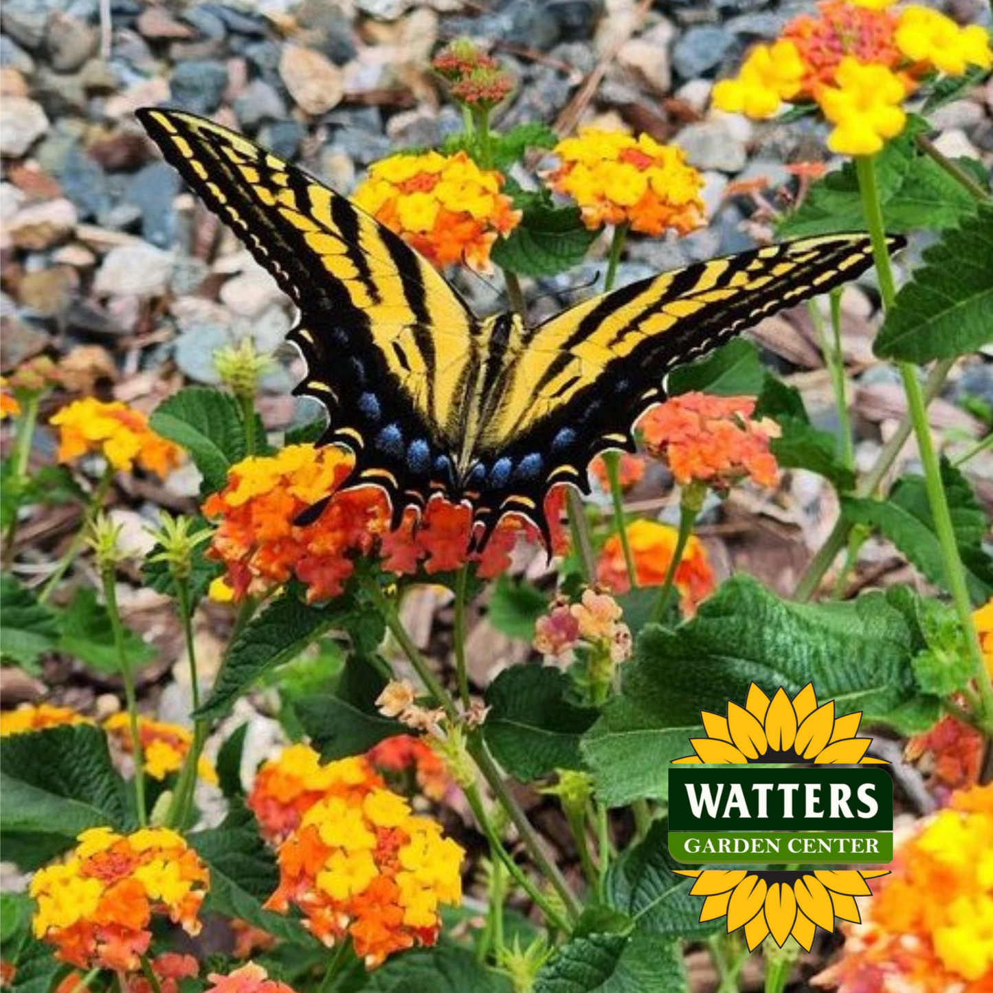 MISS HUFF LANTANA 2gal