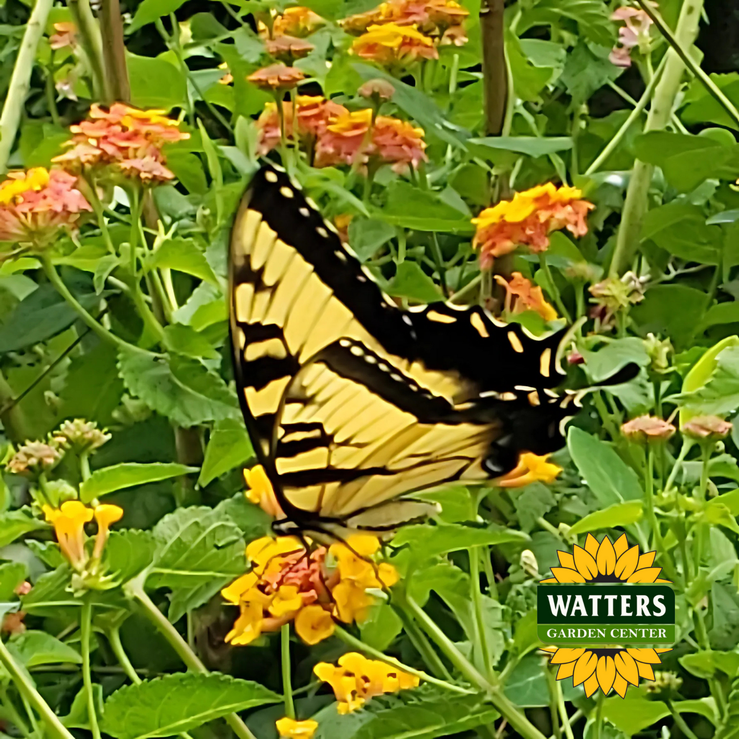 MISS HUFF LANTANA 2gal