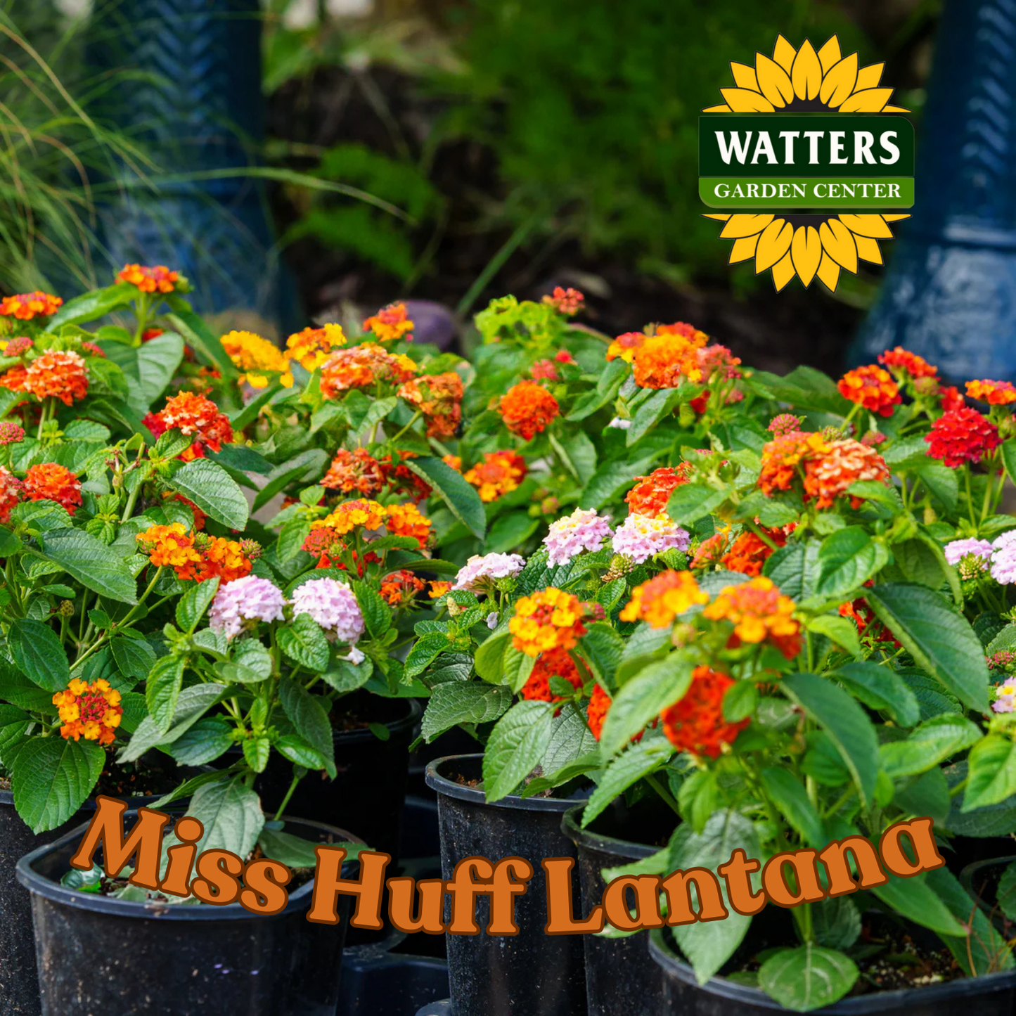 MISS HUFF LANTANA 2gal