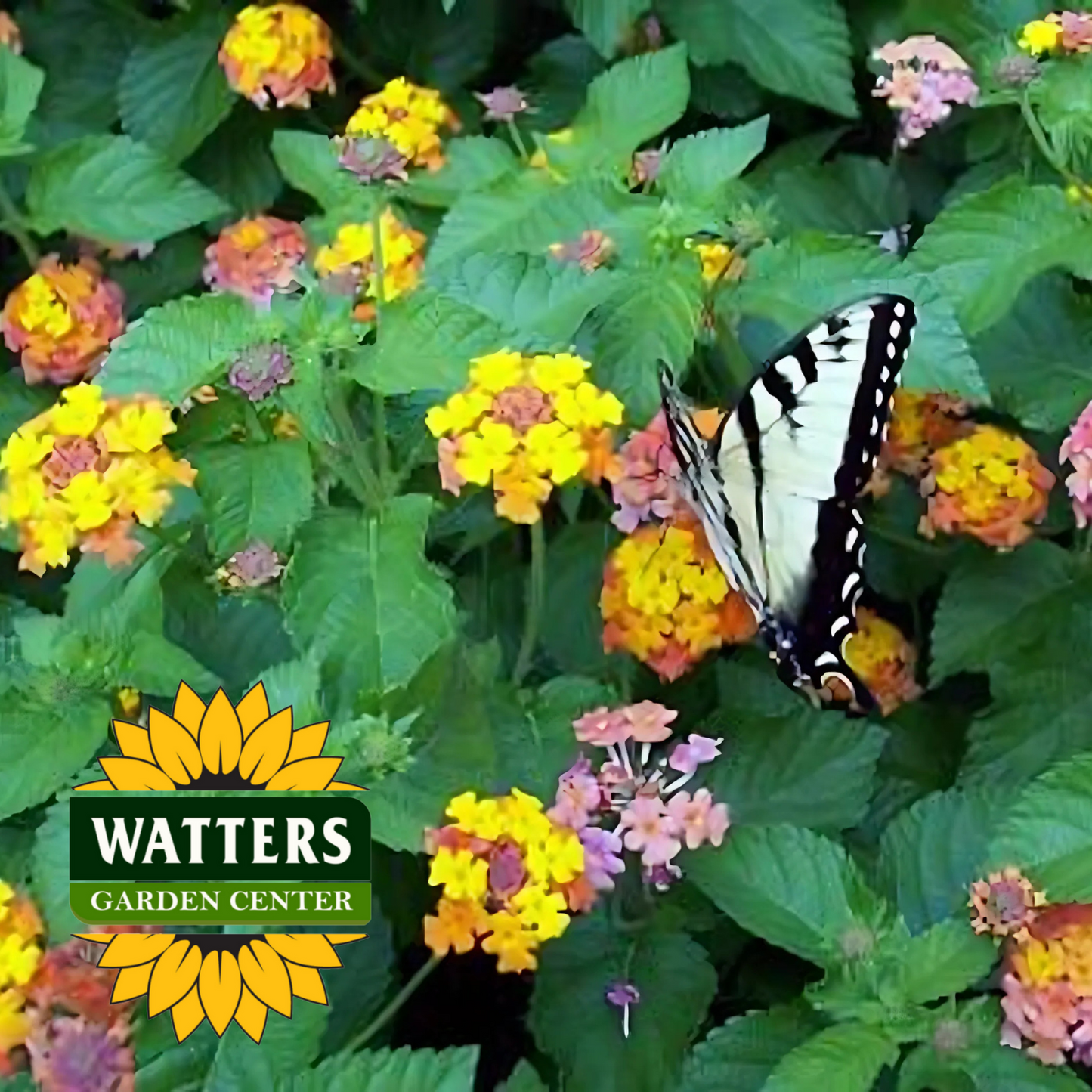MISS HUFF LANTANA 2gal