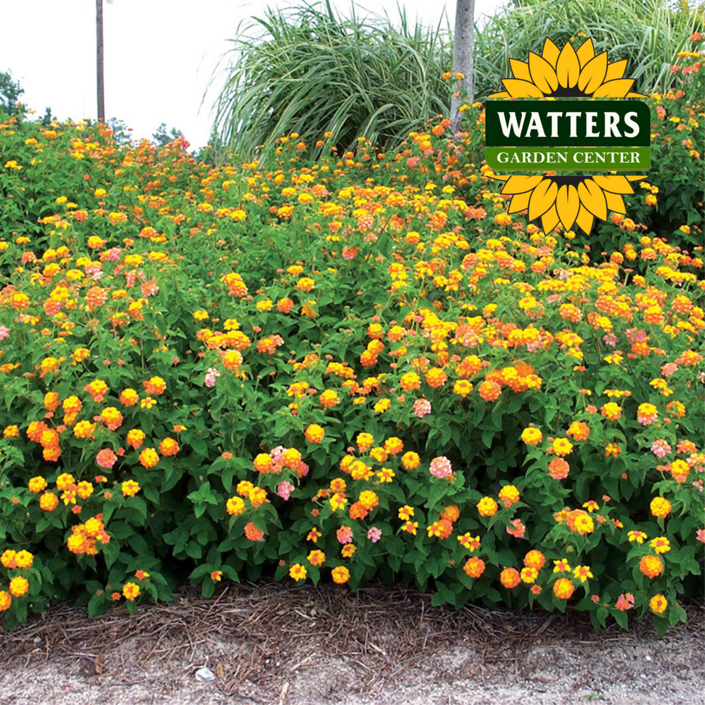 MISS HUFF LANTANA 2gal