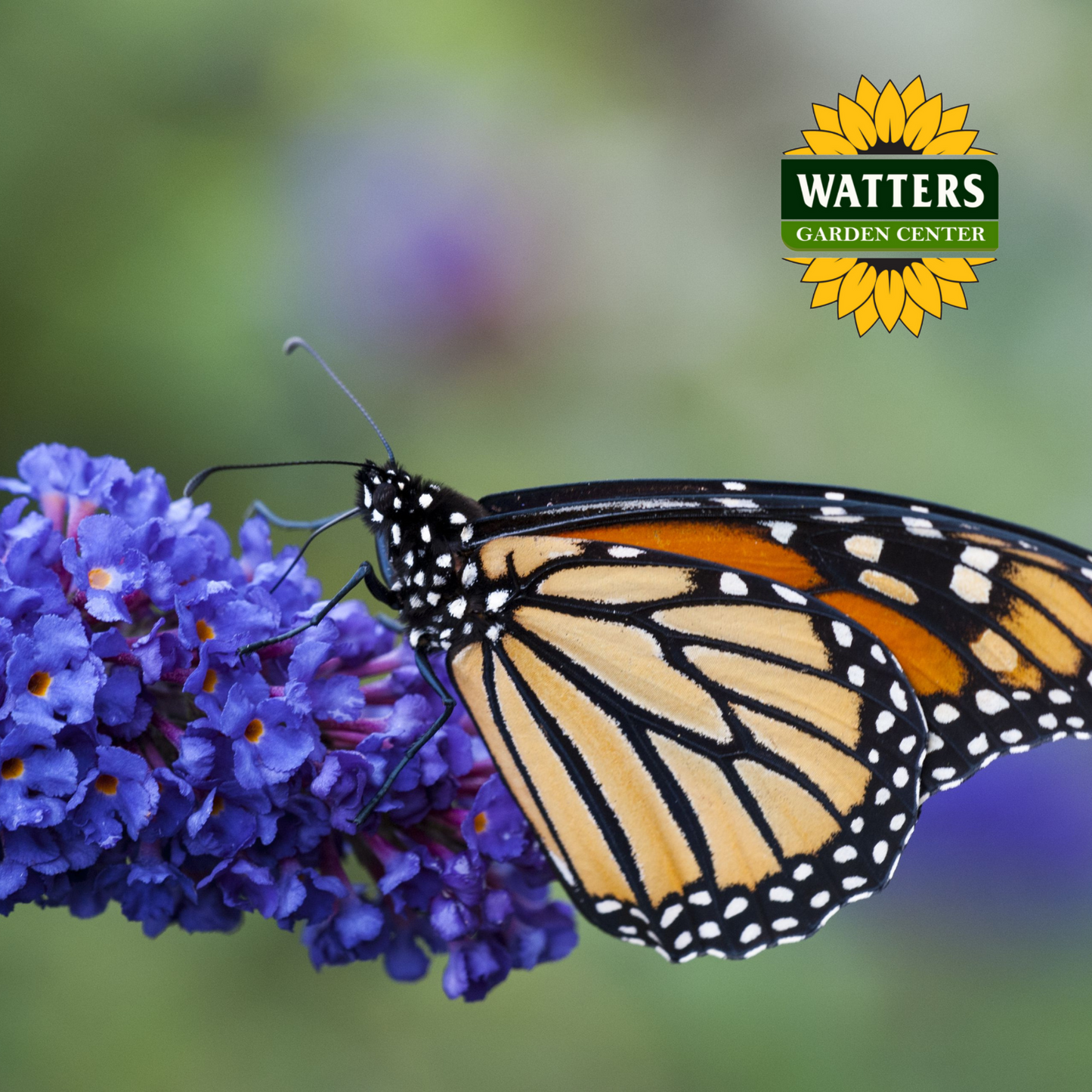 RUBY BLUE PUGSTER BUTTERFLY BUSH