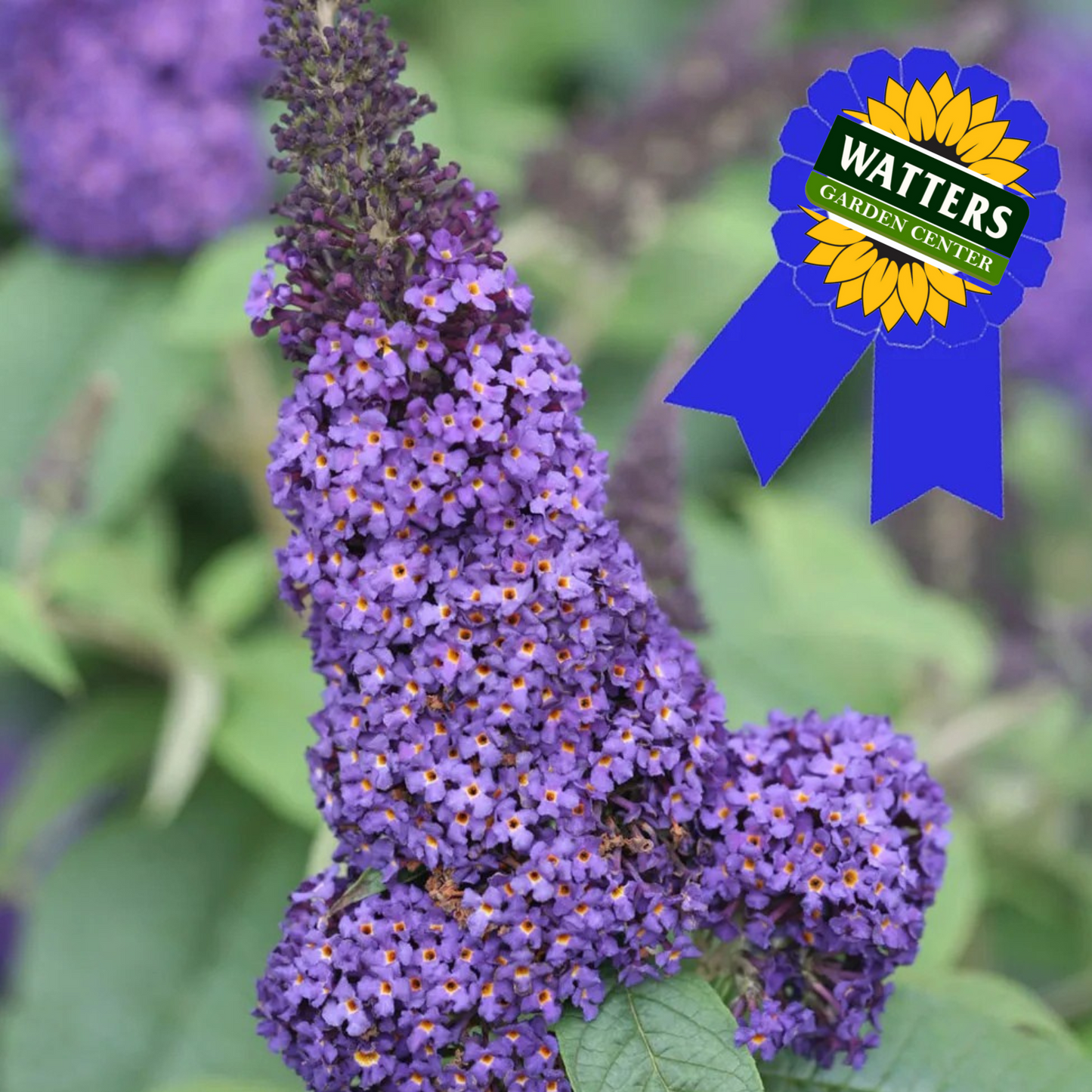 RUBY BLUE PUGSTER BUTTERFLY BUSH
