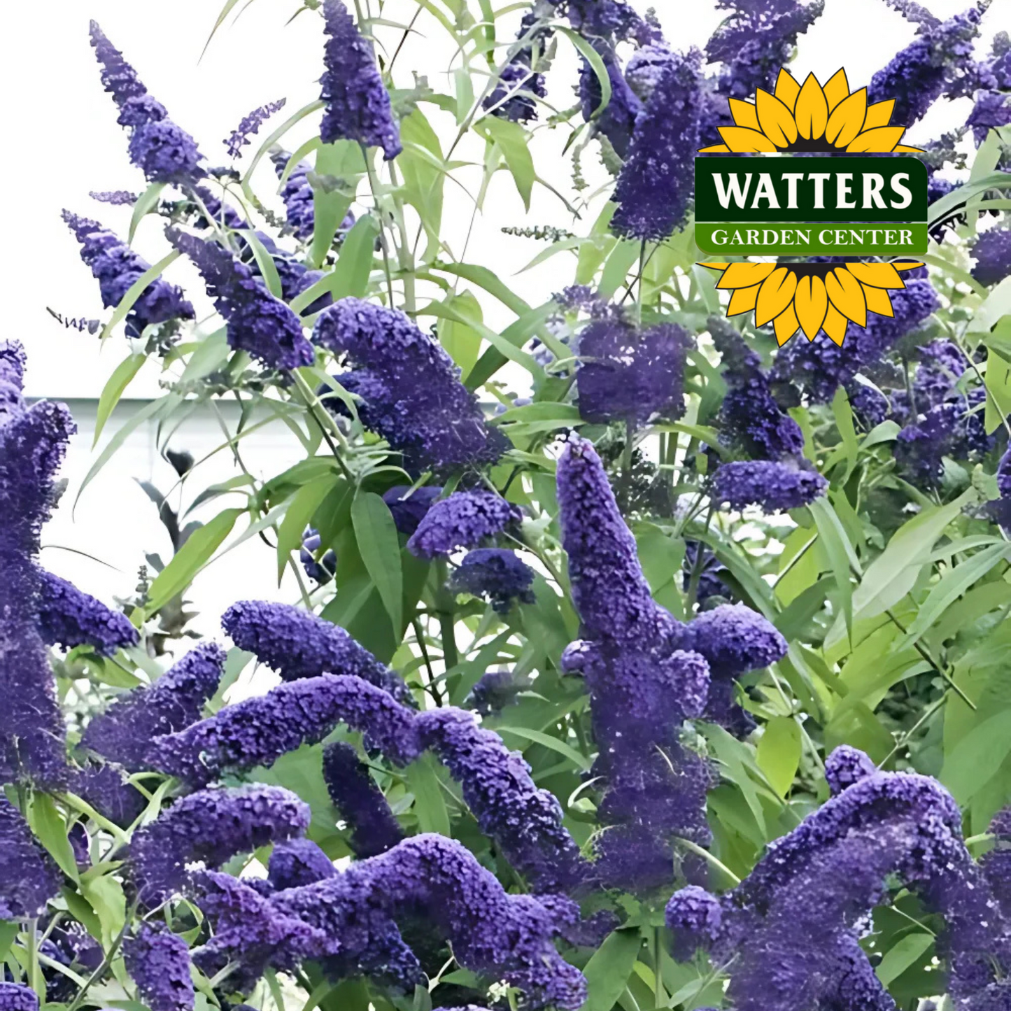 RUBY BLUE PUGSTER BUTTERFLY BUSH