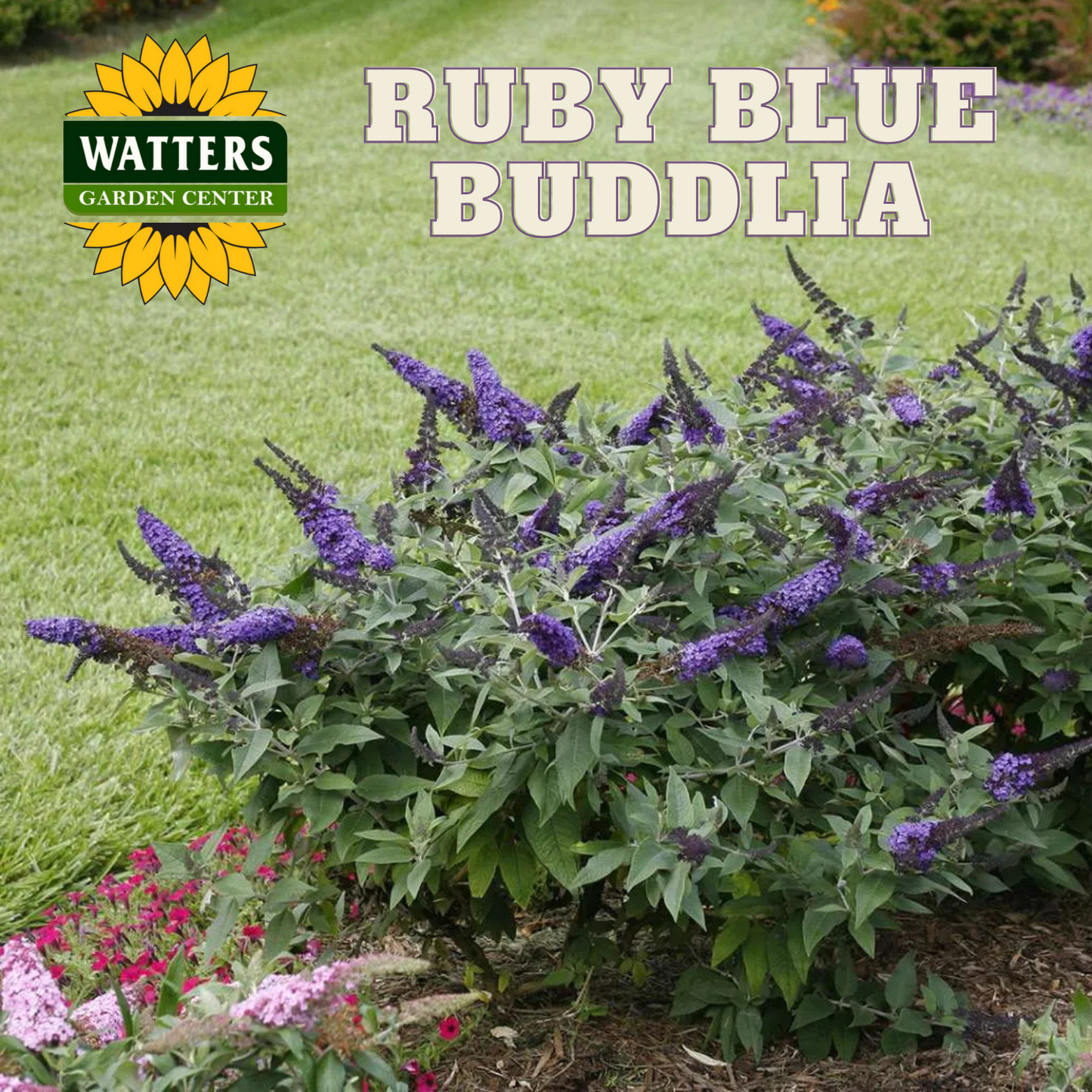 RUBY BLUE PUGSTER BUTTERFLY BUSH