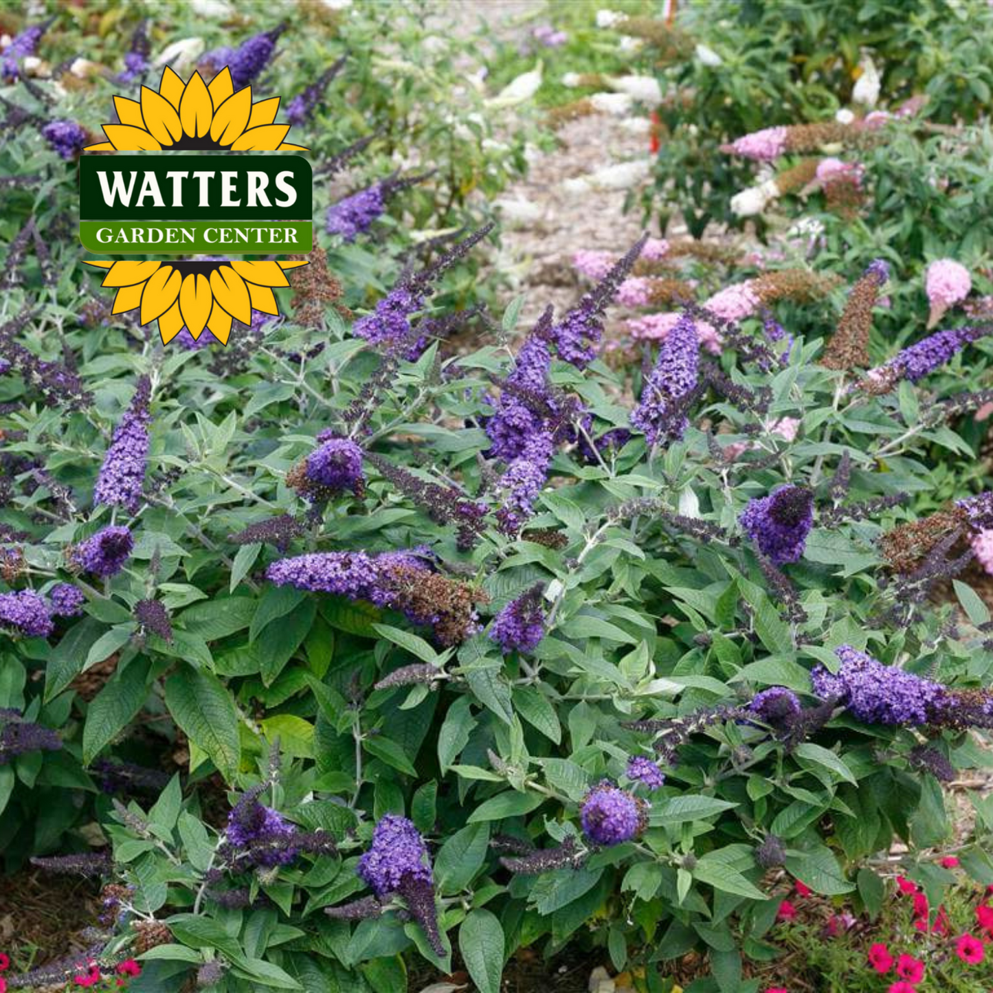 RUBY BLUE PUGSTER BUTTERFLY BUSH