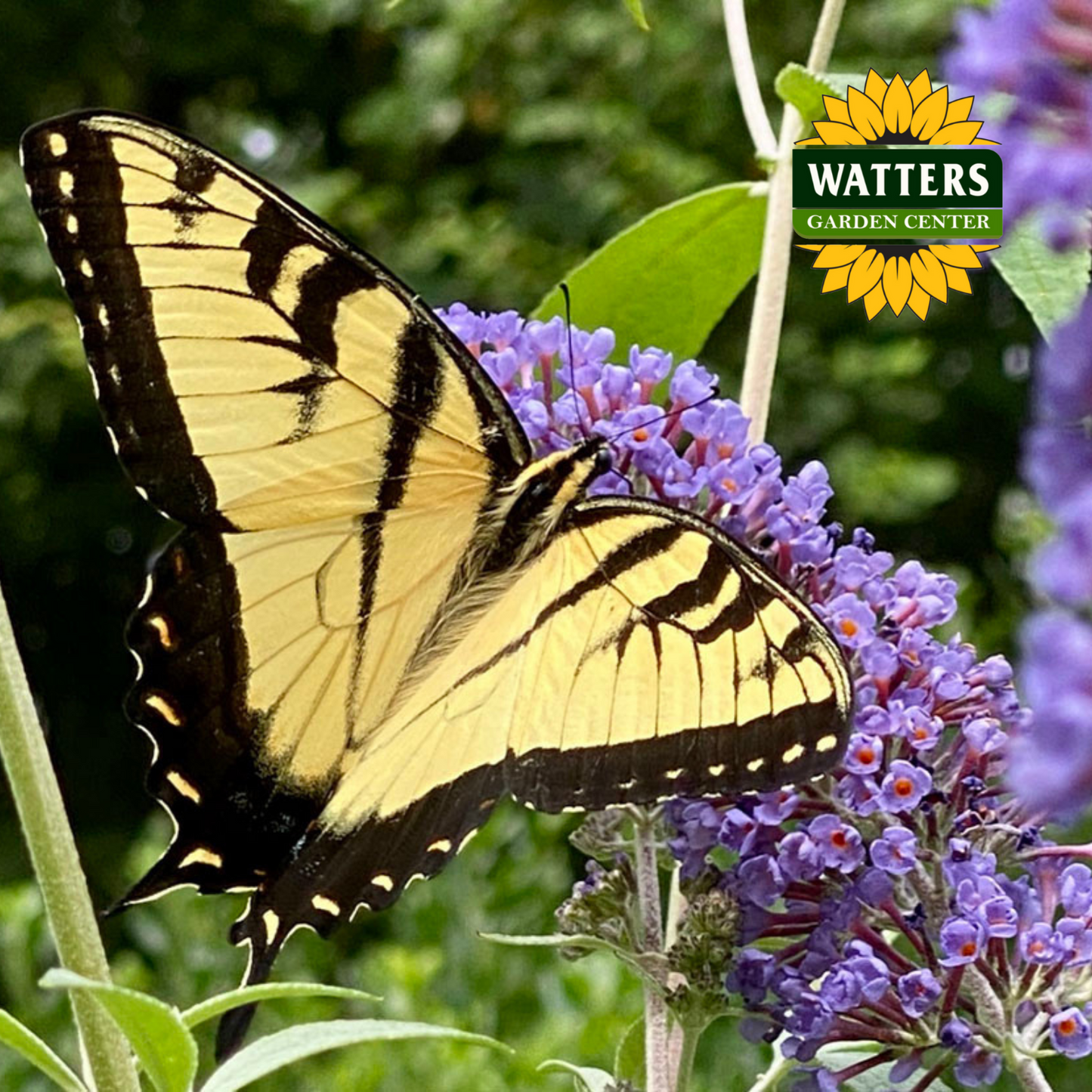 RUBY BLUE PUGSTER BUTTERFLY BUSH