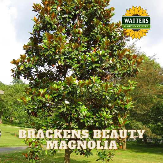 BRACKENS BEAUTY SOUTHERN MAGNOLIA 5gal
