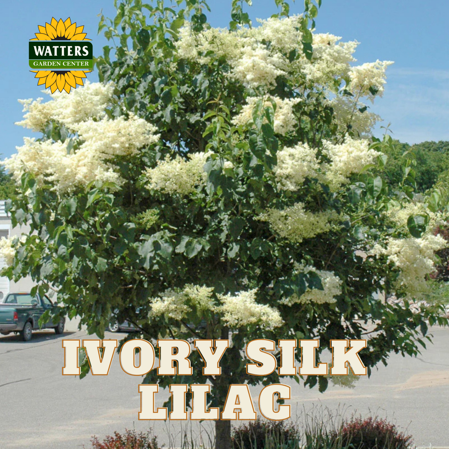 IVORY SILK LILAC 10gal