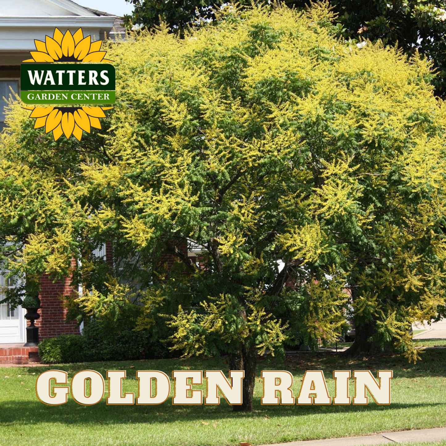 GOLDEN RAIN TREE 7gal