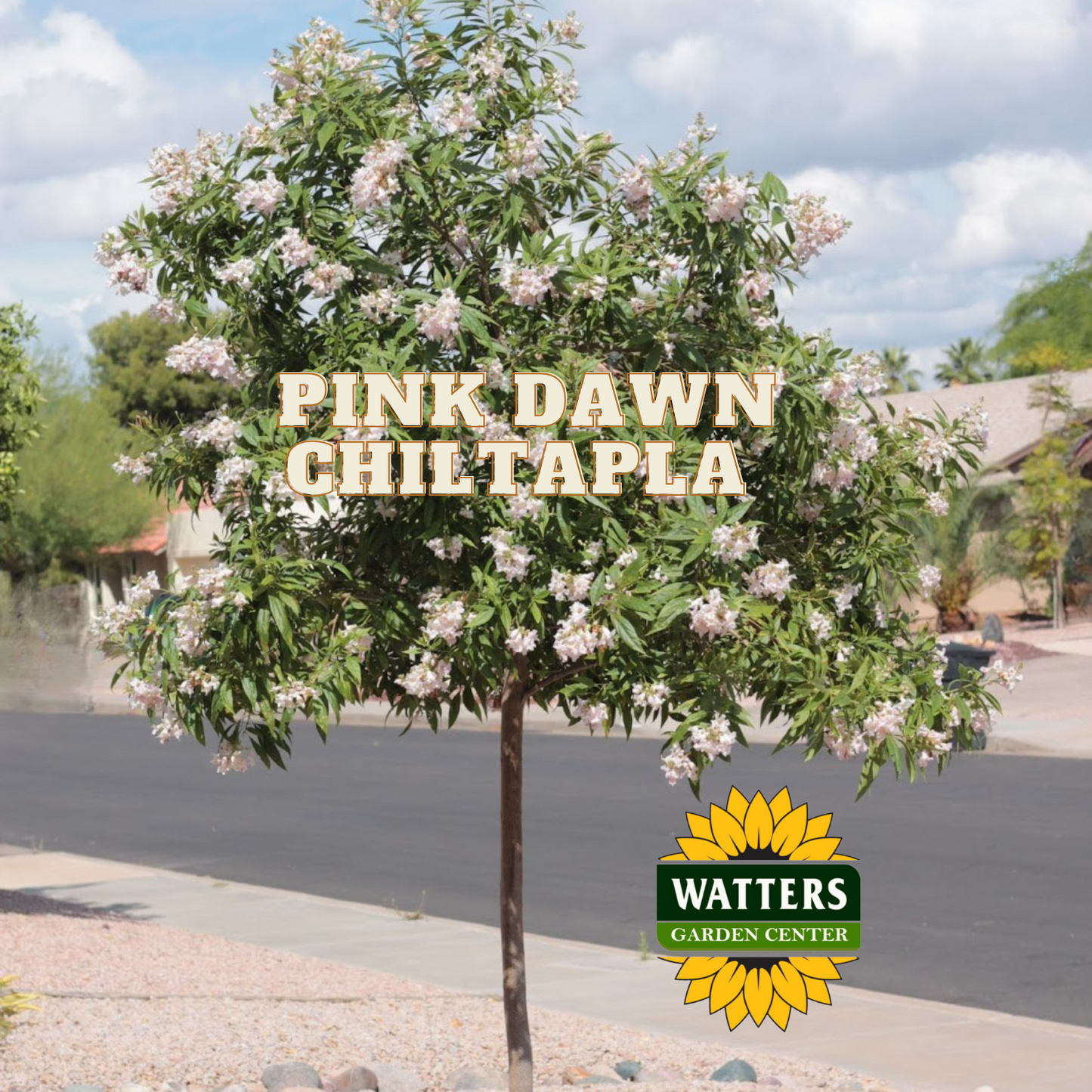 PINK DAWN CHILTAPLA TREE 5gal