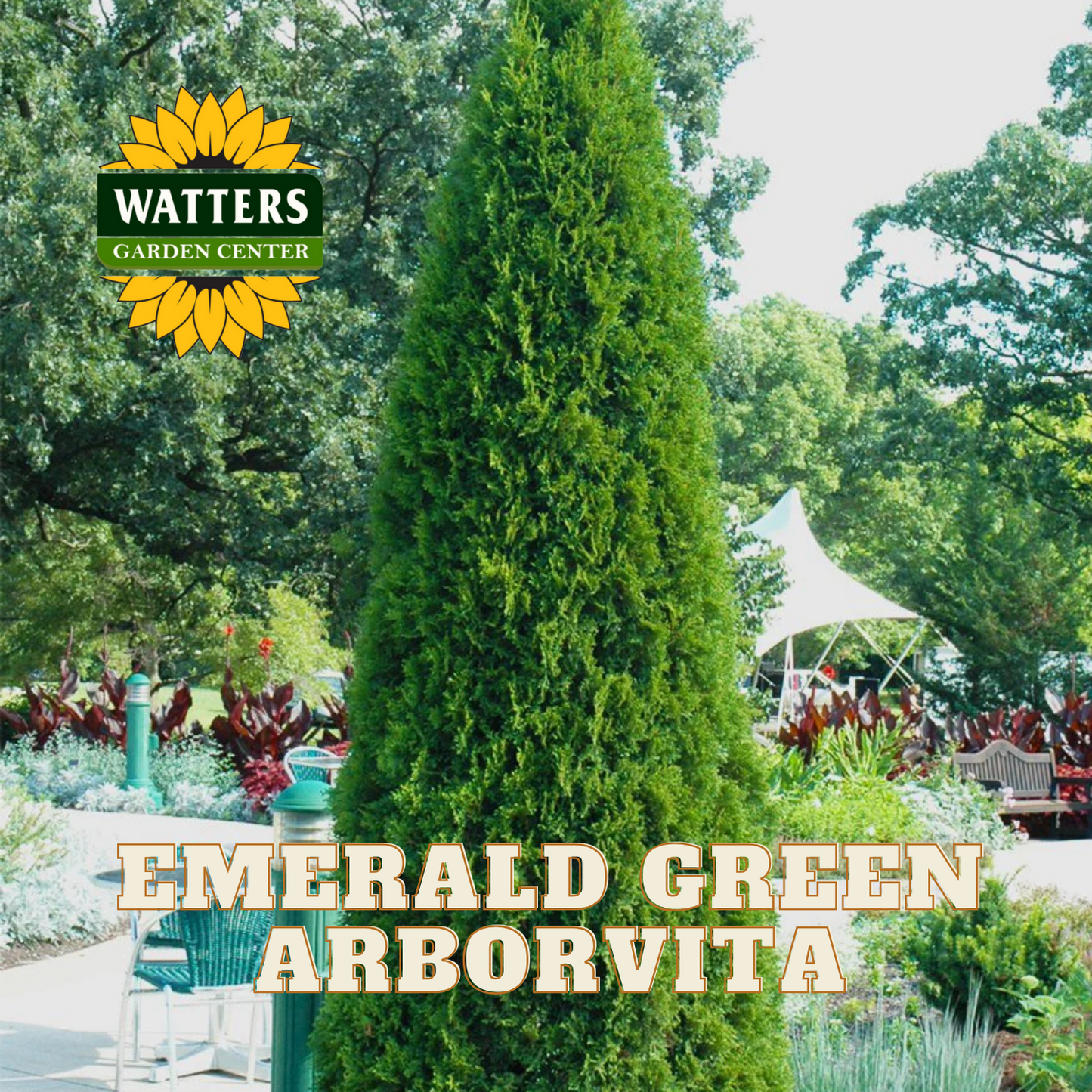 EMERALD GREEN ARBORVITA 5gal