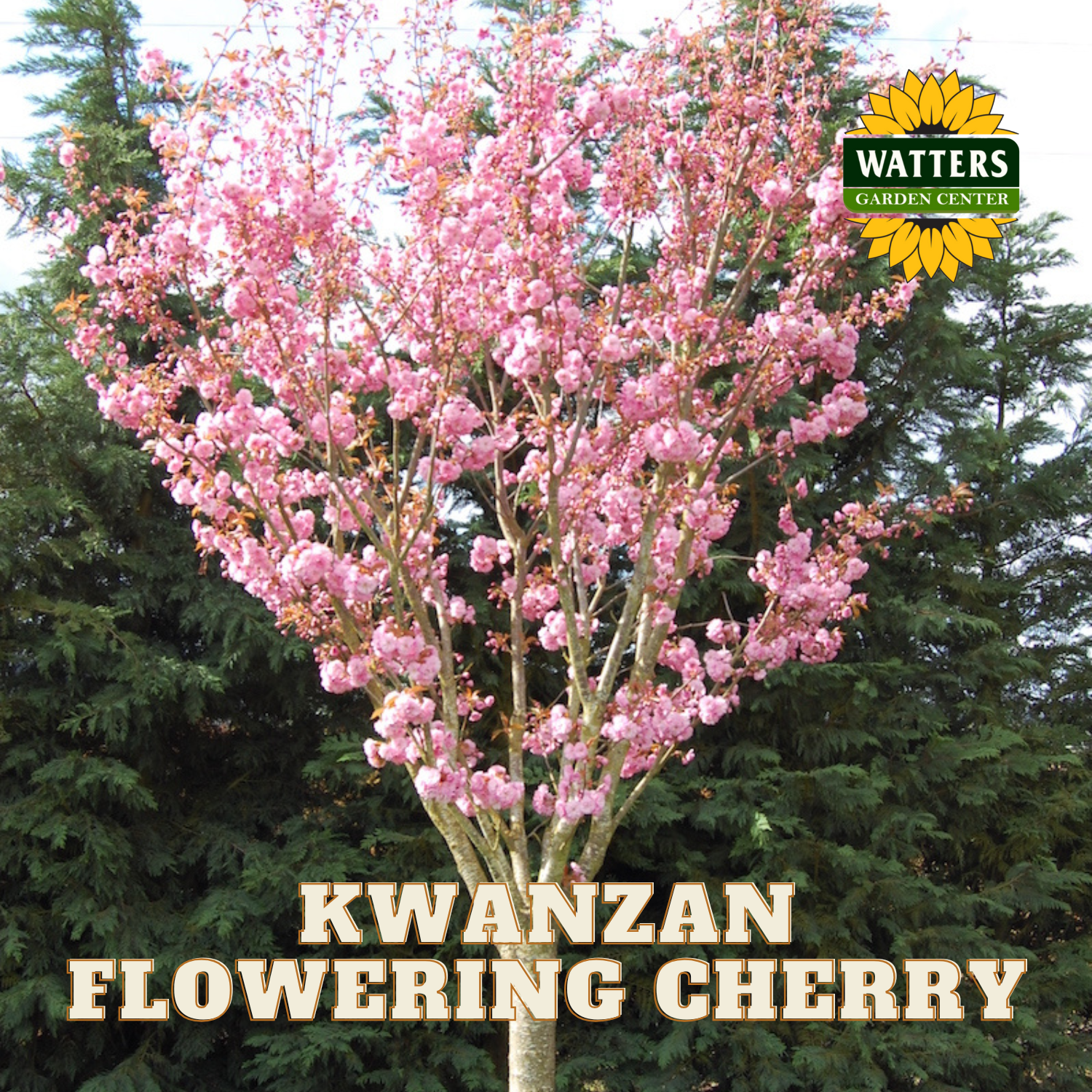 KWANZAN FLOWERING CHERRY TREE 10gal – Watters Garden Center