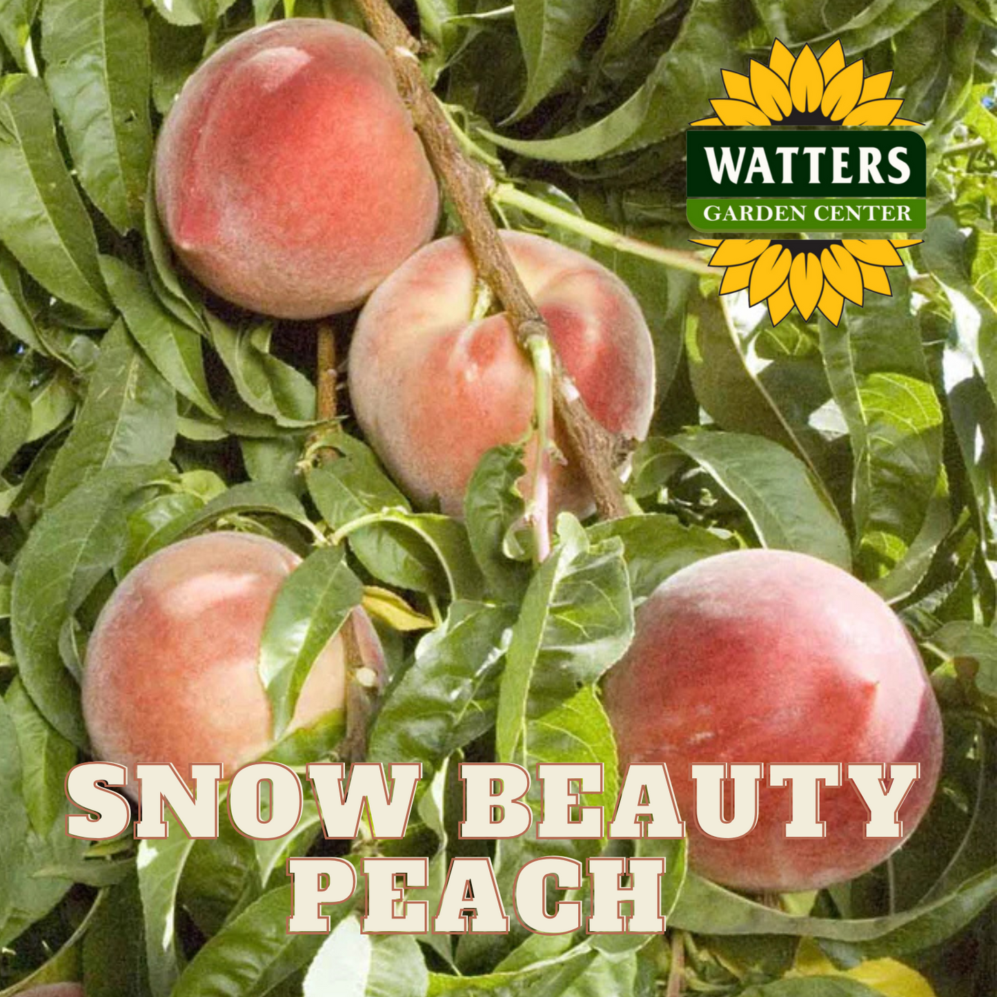 SNOW BEAUTY PEACH TREE 7gal