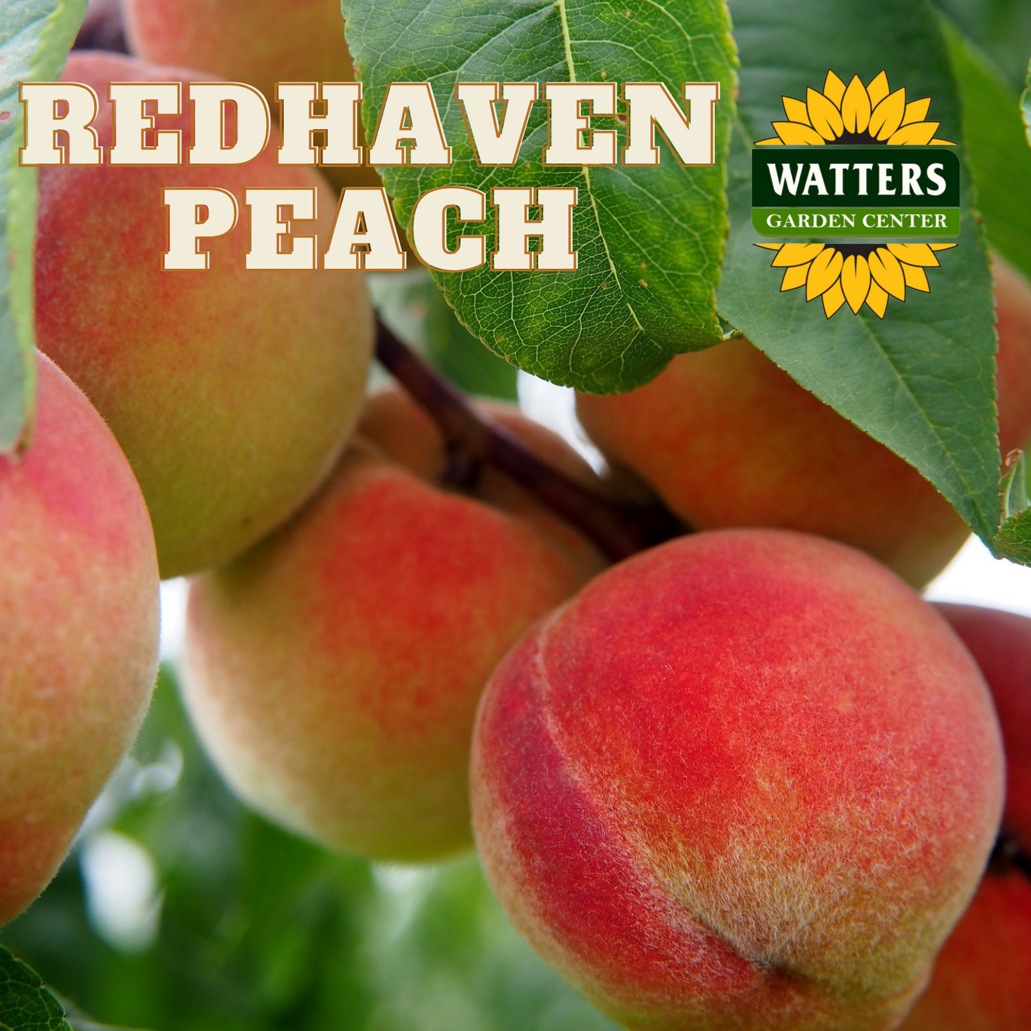 RED HAVEN PEACH 7gal