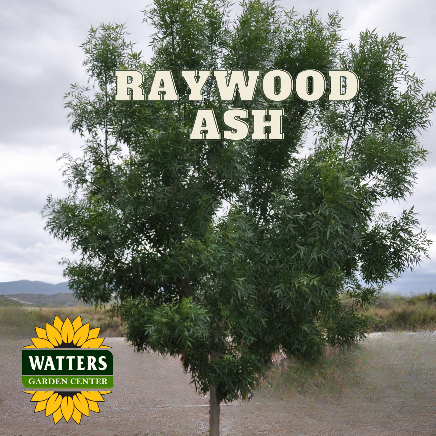 RAYWOOD ASH TREE 15gal