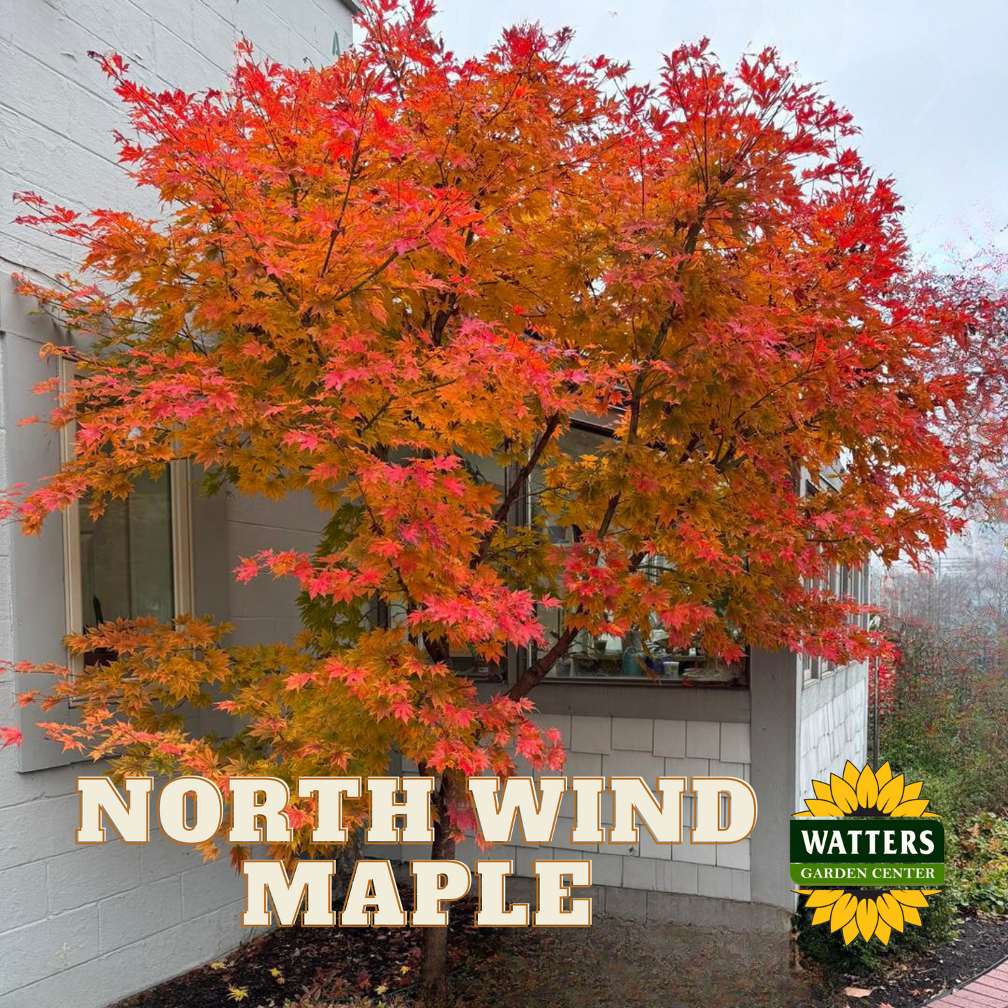 NORTH WIND JAPANESE MAPLE