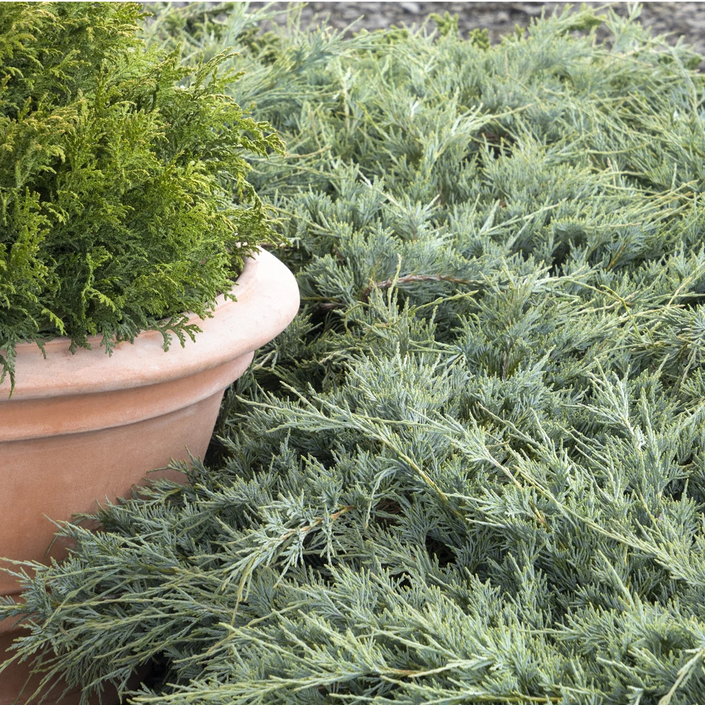BURLY BLUE JUNIPER 5gal