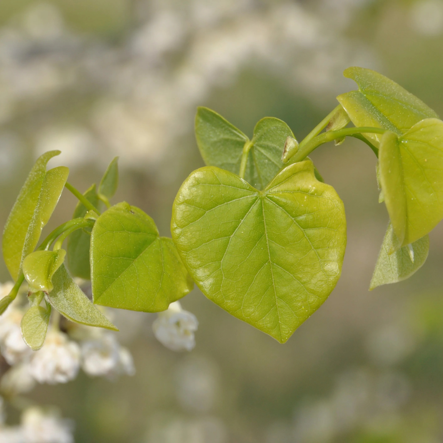 WHITE POMPOM REDBUD TREE 5gal