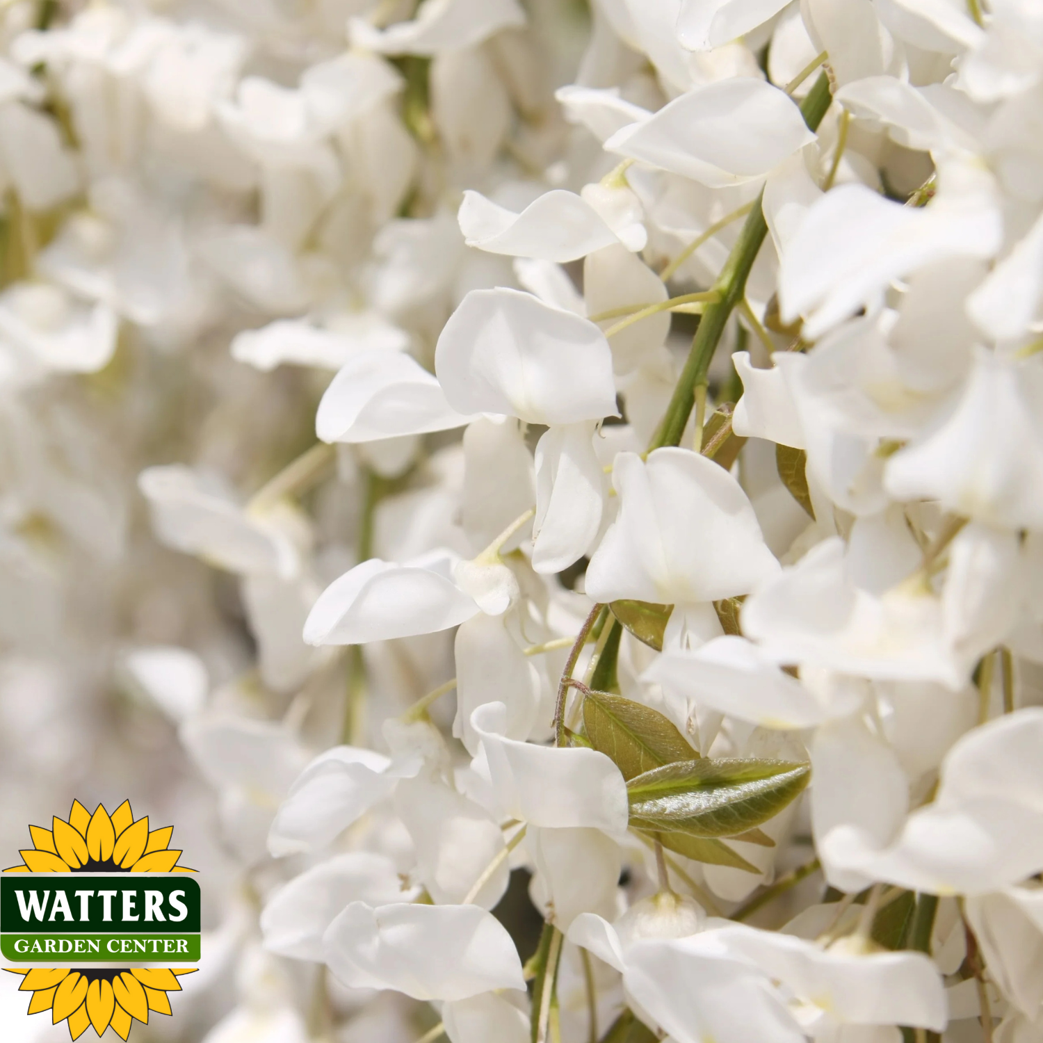KAPTAIN FUJI WISTERIA 2gal
