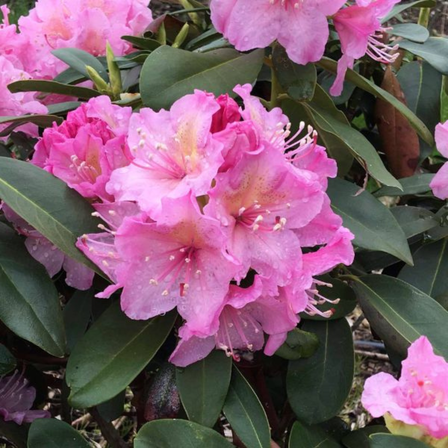 HOLDEN RHODODENDRON 3gal