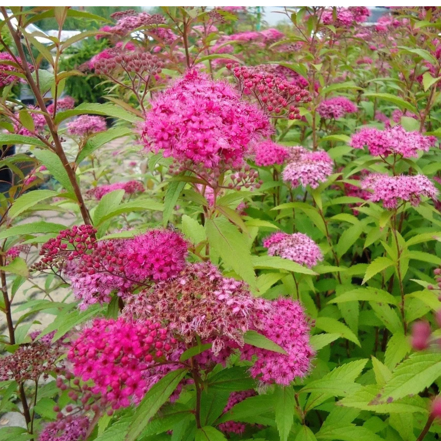 ANTHONY WATERER SPIRAEA 3gal