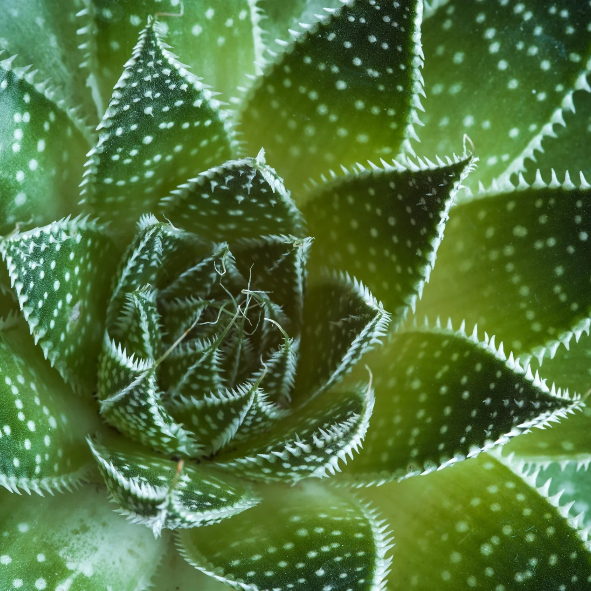 ARIZONA ALOE 1gal
