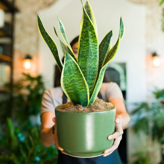 SNAKE PLANT SANSEVIERIA 8in