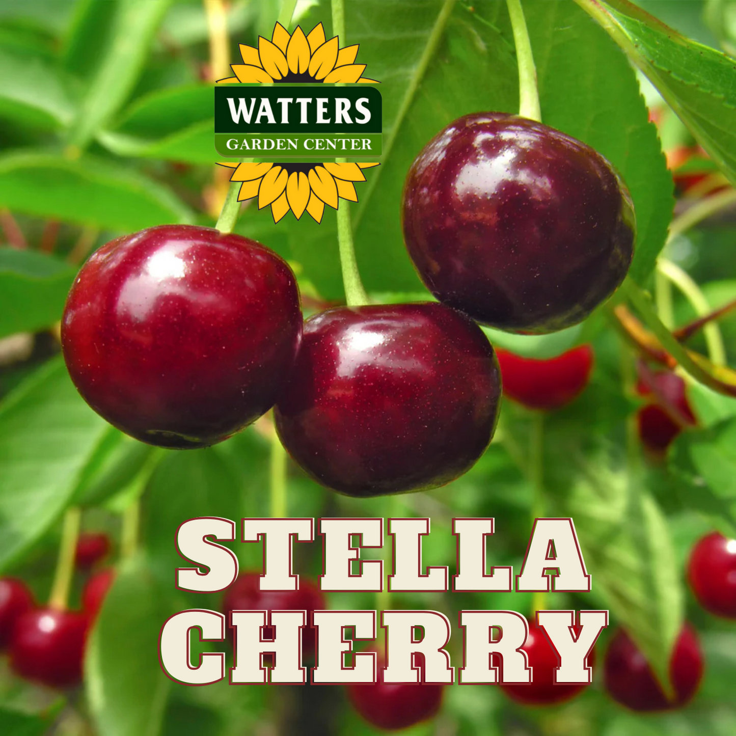 STELLA CHERRY TREE 7gal