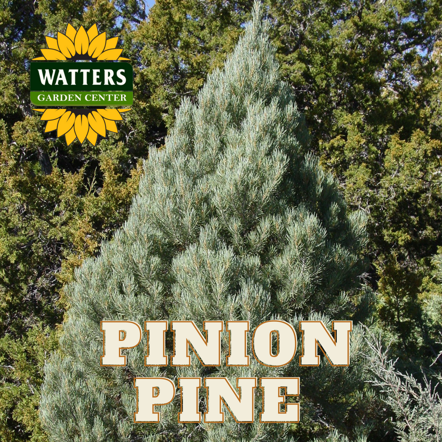 SINGLENEEDLE PINYON PINE 10gal
