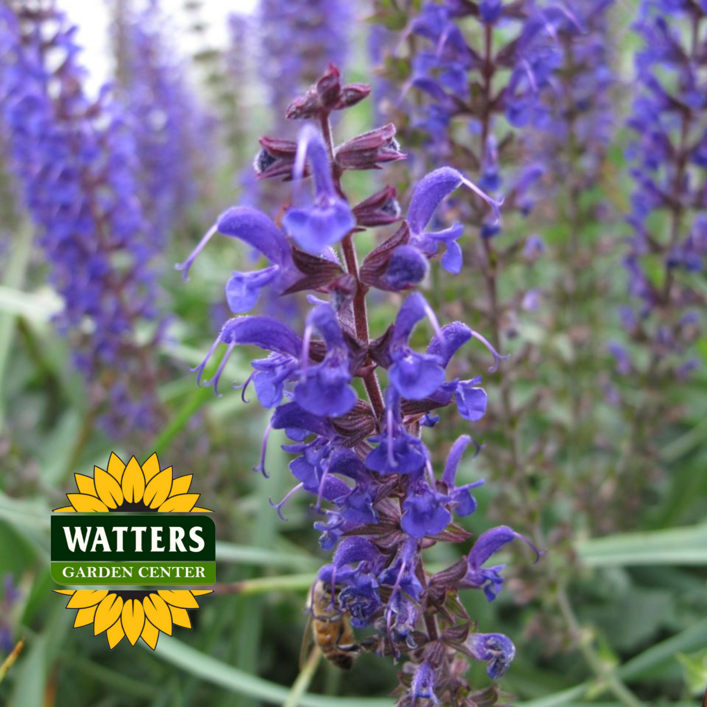 Mystic Salvia