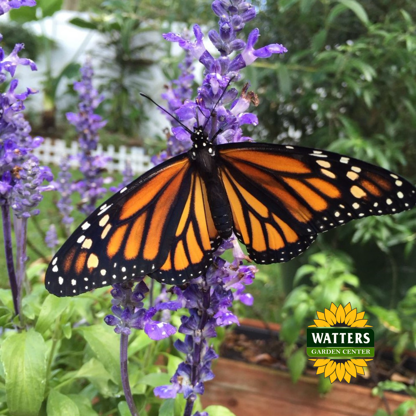 Mystic Salvia