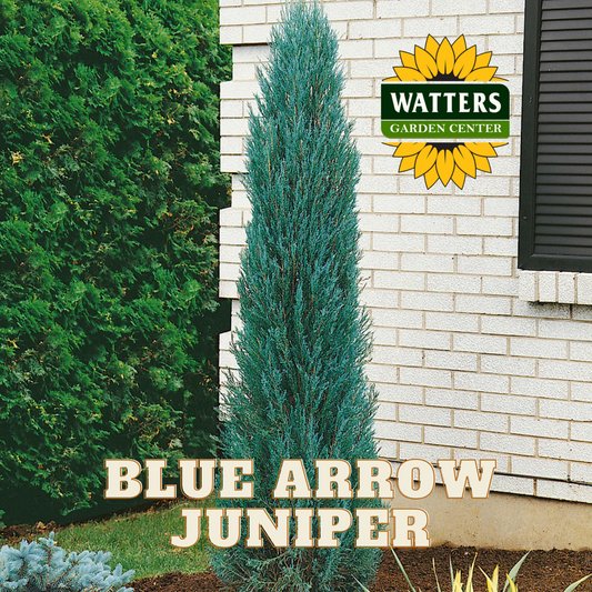 BLUE ARROW JUNIPER TREE 5gal