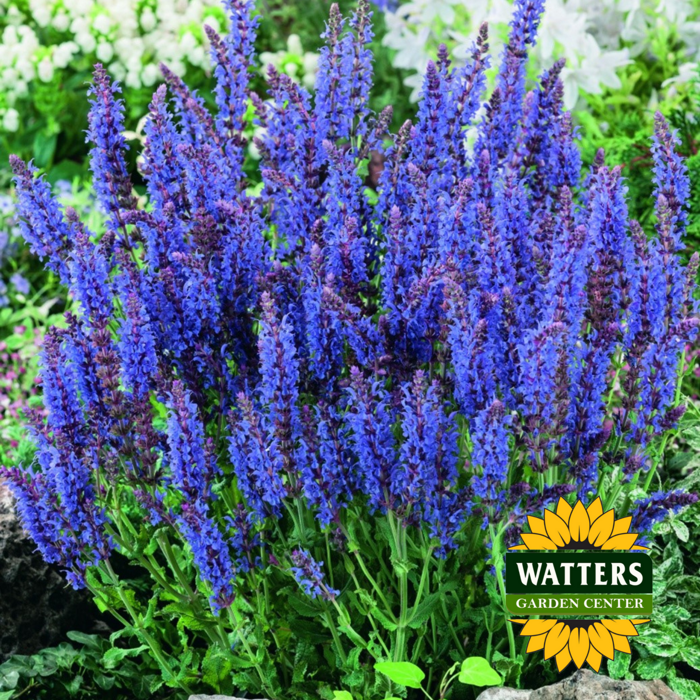 Mystic Salvia
