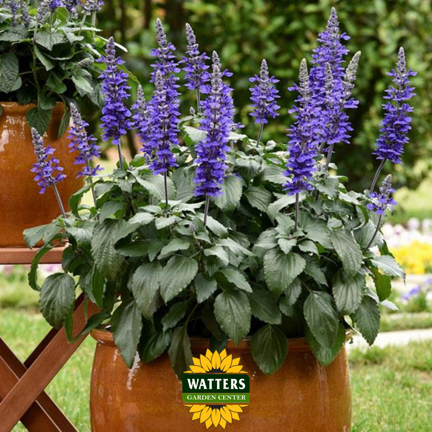 Mystic Salvia