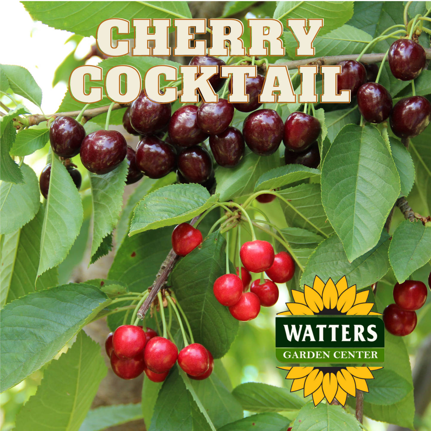 CHERRY COCKTAIL 4 FRUIT ON 1 TREE 7gal