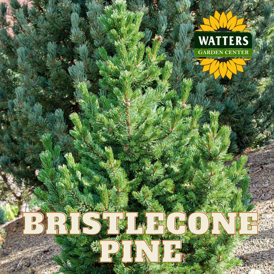 BRISTLECONE PINE TREE