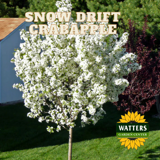 SNOW DRIFT CRABAPPLE TREE 15gal